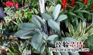 花卉飞羽怎么养 飞羽怎么养
