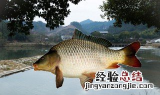 鲤鱼多少度开口好吃 鲤鱼多少度开口好