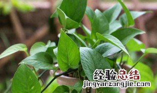 南方一般哪些季节适合种花 南方这个季节适合种什么花