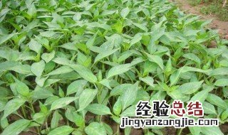辣椒苗为什么两棵栽一起会死 辣椒苗为什么两棵栽一起