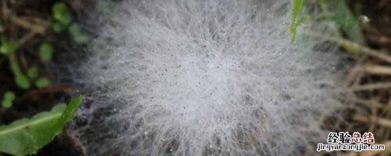霉菌是原核生物吗 霉菌是不是原核微生物