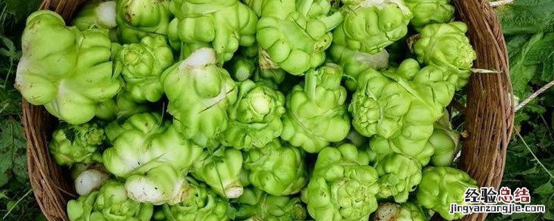 榨菜长在地里是什么样子的? 榨菜在地里长什么样