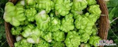 榨菜长在地里是什么样子的? 榨菜在地里长什么样