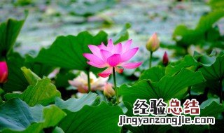池塘里有荷花是什么季节 池塘里有荷花是什么季节开的