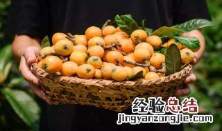枇杷什么时候成熟季节北方 枇杷啥时候成熟啥季节