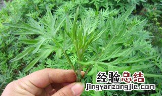 什么时间采摘艾叶功效大? 什么季节采摘的艾叶药效最好