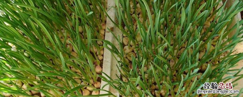 蒜苗适宜生长温度 蒜苗种植温度