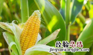 玉米须怎么吃降血压 玉米须怎么吃能降血压