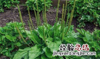 车前草的药用功效 车前草的药用功效简单介绍