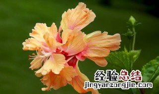 适合强阳光暴晒的植物有哪些 适合强阳光暴晒的植物有哪些花