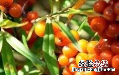 小春沙棘的功效与作用是什么 小春沙棘的功效与作用