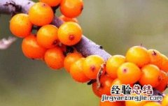 小春沙棘的功效与作用是什么 小春沙棘的功效与作用