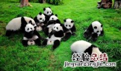 熊和熊猫的英语怎么读 熊猫的英语怎么读