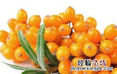沙棘的美容功效与作用及禁忌 沙棘的美容功效与作用