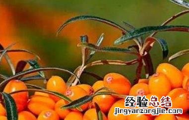 沙棘的美容功效与作用及禁忌 沙棘的美容功效与作用