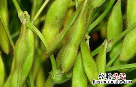 大豆豆荚内无豆粒是什么原因 大豆豆荚内无豆粒是什么原因引起的