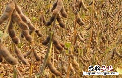 大豆豆荚内无豆粒是什么原因 大豆豆荚内无豆粒是什么原因引起的