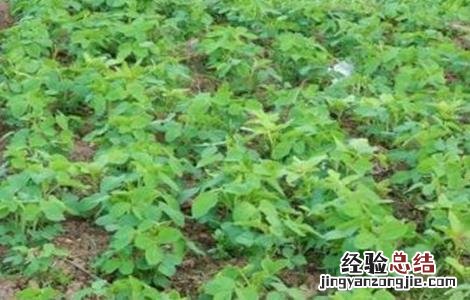 大豆豆荚内无豆粒是什么原因 大豆豆荚内无豆粒是什么原因引起的