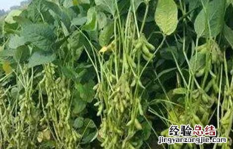 大豆豆荚内无豆粒是什么原因 大豆豆荚内无豆粒是什么原因引起的