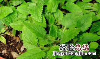 宝塔菜的功效和作用 宝塔菜有什么食用功效