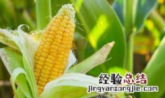 玉米须的做法 怎样做玉米须喝