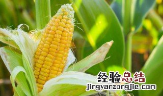玉米须的做法 怎样做玉米须喝