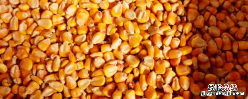 玉米粒放什么药不生虫 玉米用什么药不生虫