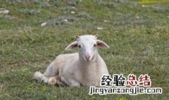 男人梦到羊预示什么 男人梦见一只羊是什么意思