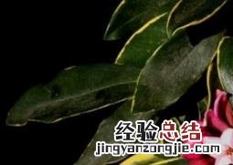 金边瑞香掉叶子怎么办 金边瑞香掉叶子怎么办