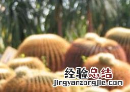 象牙仙人球怎么养 象牙球盆栽养殖方法及注意事项