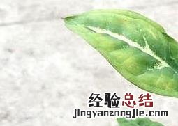 绿精灵的种植方法 绿精灵的种植方法和技术