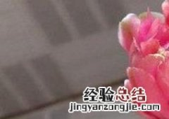 多肉绯花玉繁殖方法及注意事项 绯花玉的繁殖方法和注意事项