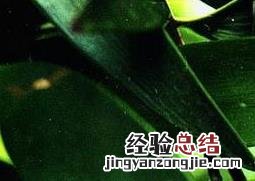 竹柏叶子发黑怎么办 竹柏叶子发黑怎么办用什么药