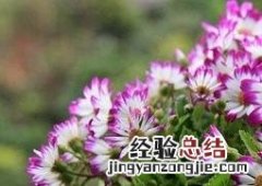 瓜叶菊花蔫了怎么办 瓜叶菊叶子蔫了怎么办
