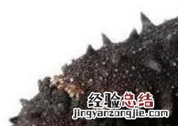 海刺参的功效和作用 刺海参的功效与作用