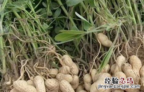 种花生要注意什么 种花生需要注意些什么