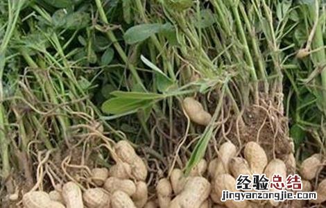 种花生要注意什么 种花生需要注意些什么