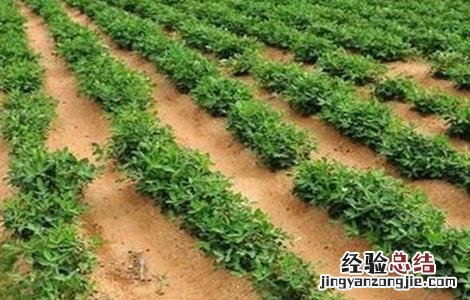 花生的几个最佳追肥时间和方法 花生的几个最佳追肥时间