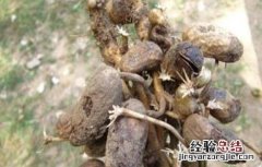 花生烂果怎么办 花生烂果原因及解决方法