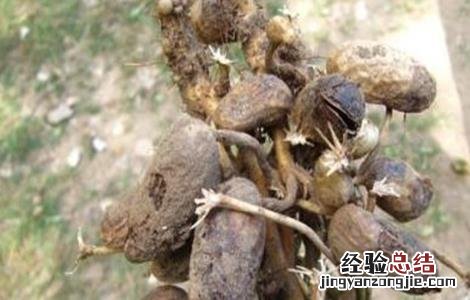 花生烂果怎么办 花生烂果原因及解决方法