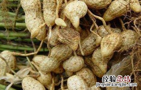 花生早衰原因及防治措施有哪些 花生早衰原因及防治措施