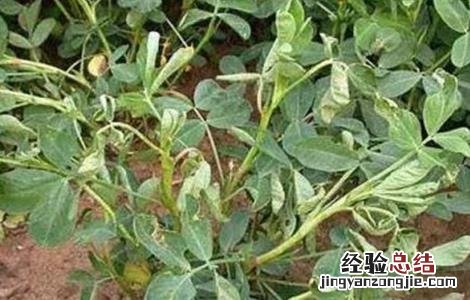 花生早衰原因及防治措施有哪些 花生早衰原因及防治措施