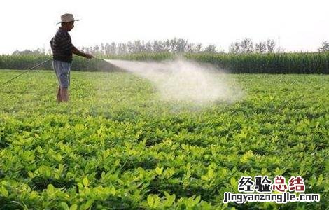 花生早衰原因及防治措施有哪些 花生早衰原因及防治措施