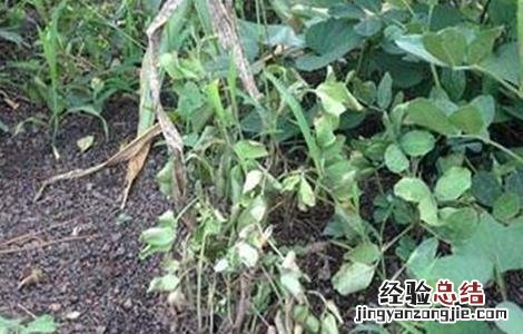 花生早衰原因及防治措施有哪些 花生早衰原因及防治措施