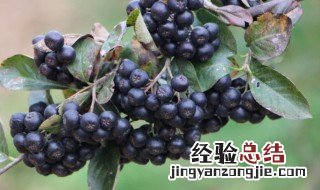 花揪果可以吃吗 花揪果是什么