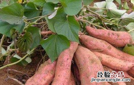 红薯施肥注意事项有哪些 红薯施肥注意事项