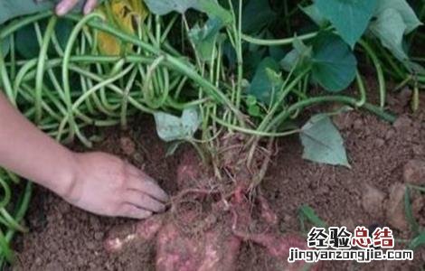 红薯施肥注意事项有哪些 红薯施肥注意事项