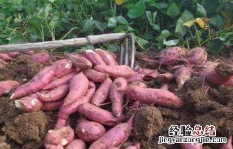 红薯施肥注意事项有哪些 红薯施肥注意事项