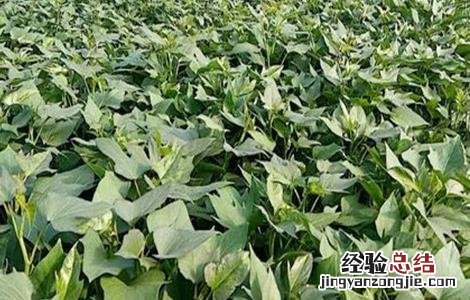 红薯旺长需要怎么管理 红薯需要控旺吗