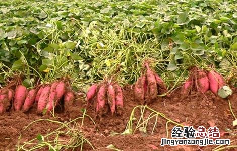 红薯旺长需要怎么管理 红薯需要控旺吗